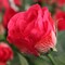 Beauty Shade Silk Rose Spray - 15.4-Inch Cluster of 5 Lifelike Roses for Floral Arrangements and Centerpieces | Floral Home by Artificial Flowers